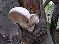 Berindeter Seitling Pleurotus dryinus