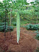 ヘビウリ Trichosanthes cucumerina