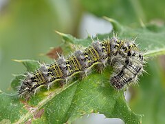 Larva