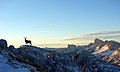 Alpensteenbok in zijn leefgebied