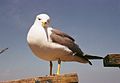 Black-tailed Gull in Hachinohe, Aomori