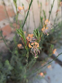 Oenothera suffrutescens