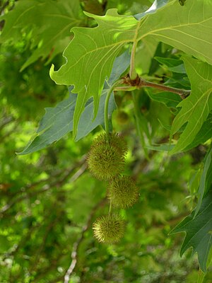 Platanus orientalis