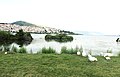 Geese at the Lake of Kastoria