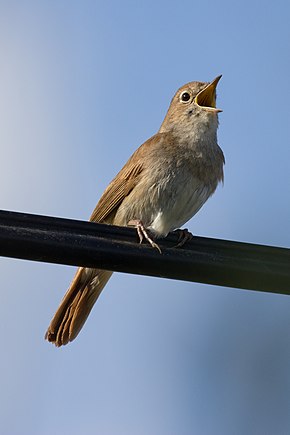 Ενήλικο αηδόνι (υποείδος L. m. megarhynchos)