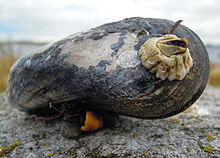 Moule commune posée à l'horizontale, présentant une de ses valves sur laquelle est implanté une balane, sorte de coquillage formant un cône irrégulier et tronqué clair.