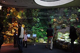 Wild Reef exhibit.