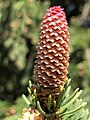 Nematura konuso (ina floro) de Picea abies, la eŭropa piceo