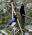 Yucatan jay