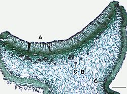 Doorsnede bij Physcia. A=hymenium met asci, B=merg (mycelium), medulla genoemd, C=algenlaag. Schaal= 0,2 mm.