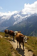 Ontmoeting op de GR 54 in de omgeving van La Grave