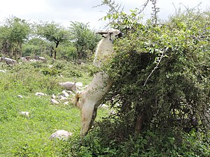 Chèvre domestique (broutage).