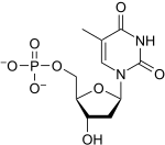 Skeletal formula of thymidine monophosphate as an anion, single negative charge