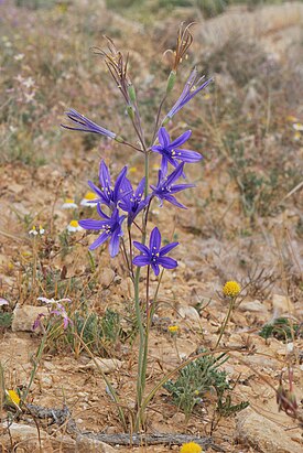 Liiria (Ixiolirion tataricum)