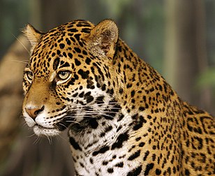 Onça-pintada (Panthera onca) no parque zoológico do Condado de Milwaukee, Wisconsin, Estados Unidos. (definição 2 000 × 1 633)