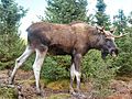 Een eland in 't elandenpark Grönåsen