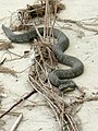 N. s. insularum on Kelleys Island