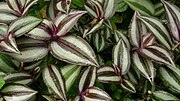 Vignette pour Tradescantia zebrina