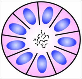 Structure of a Homer-Wright pseudorosette