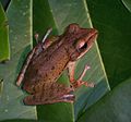 Image 31Common tree frog, Polypedates leucomystax, Rhacophoridae, southern to eastern Asia (from Tree frog)