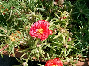 grandflora portulako (Portulaca grandiflora)