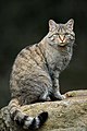 El gato montés europeo (Felis silvestris silvestris) es una subespecie del gato montés. Es similar a los gatos domésticos atigrados, pero es más robusto. Su rasgo más distintivo es la cola muy gruesa, con entre 3 y 5 anillos negros, y el extremo redondeado en forma de porra y negro. Por Luc Viatour.