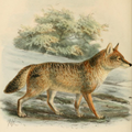 Canis aureus