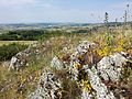 Auf den Kalkfelsen siedeln sukkulente Pflanzen, dazu gehört der gelb blühende Scharf-Mauerpfeffer (Sedum acre).