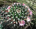 Mammilaria gigantea