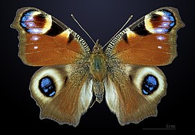 Lepidoptera 157 000