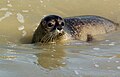 Phoque veau marin, le Hourdel, Baie de Somme