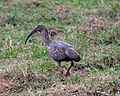 Ibis plombé