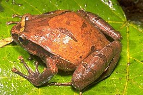 Plethodontohyla inguinalis