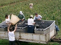 Vendanges dans les Côtes de Beaune en Bourgogne