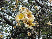 Ceiba chodatii