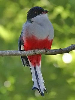 Cubaânse trogon