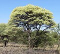 In blomtyd (November) op die Springbokvlakte