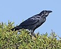 Corvus Coronoides