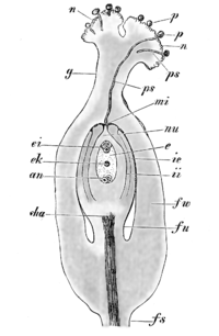 Skizze eines Stempels mit Pollen (p) auf der Narbe (n), Pollenschläuchen (ps), Griffel (g) und Fruchtstiel (fs)