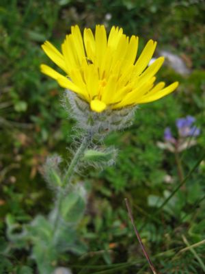 Letj Noopruus (Hieracium villosum)