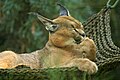 Caracal.