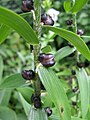 Bulbilar Lilium lancifolium barg qoʻltigʻida hosil boʻladi