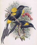 Hawaiʻi ʻōʻō