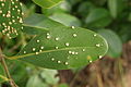 Avicennia officinalis