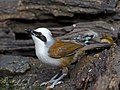 Garrulax leucolophus diardi im Kaeng Krachan National Park, Thailand