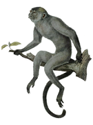 Gray monkey