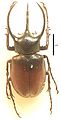 Chalcosoma atlas