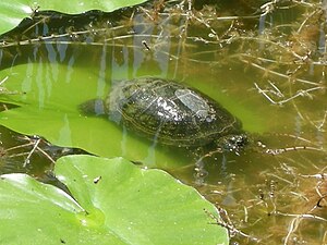 Europeesk Moderskiltpod (Emys orbicularis), insagst slach uun Sjiisklun.