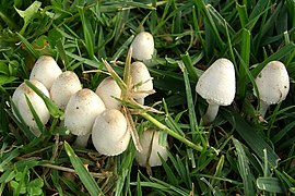 Leucocoprinus cepaestipes