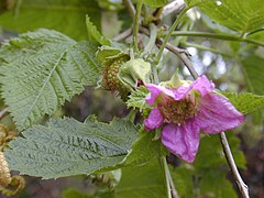 Description de l'image Starr 030419-0032 Rubus hawaiensis.jpg.